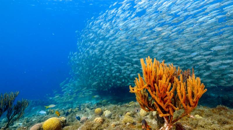 Zdjęcie: Ile powierzchni oceanów zajmują rafy koralowe?