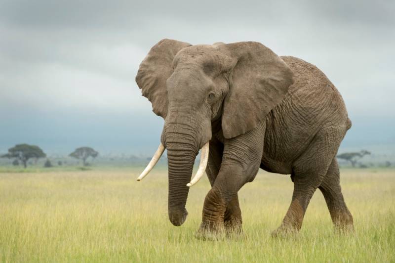 Zdjęcie: Podobnie jak ludzie, słonie również potrafią ...