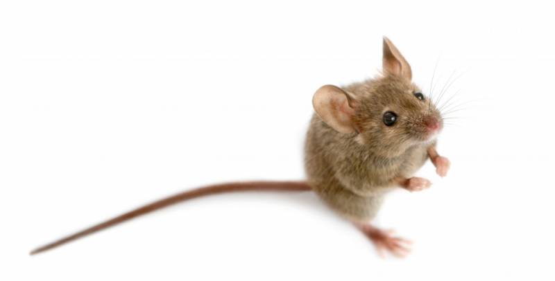 Zdjęcie: Co ma mysz do mrugania?